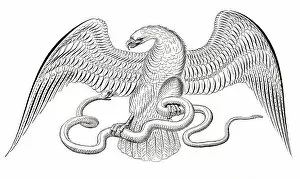 Snake Gallery: Eagle and snake penmanship calligraphy 1881