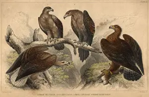 Eagles