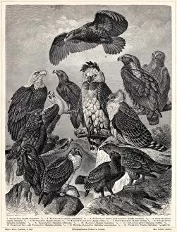 Eagle Bird Gallery: Eagles engraving 1895