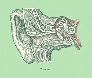 Your Ear