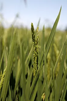 Ear of Rice -Oryza sativa-, rice paddy, rice cultivation near Pals, Basses d en Coll, Catalonia, Spain, Europe