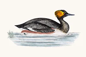 Images Dated 10th June 2016: Eared Grebe bird