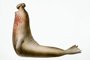 Images Dated 12th February 2007: Earless Seal, marine mammal with object on nose and blood on neck