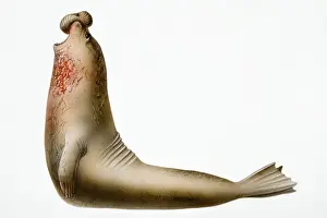 Phocidae Prints: Earless Seal, marine mammal with object on nose and blood on neck