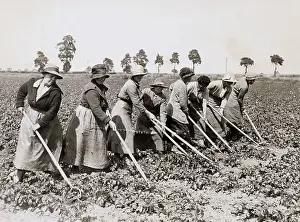 Endurance Prints: Early English Farming Women Tilling Crops