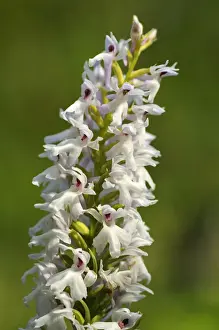 Orchid Prints: Early Marsh Orchid -Dactylorhiza incarnata Albino-, albino variant, Europe