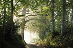 Break Of Dawn Gallery: Early morning, beech-lined alley in Gasse near Gmund on Tegersee Lake, Upper Bavaria, Bavaria
