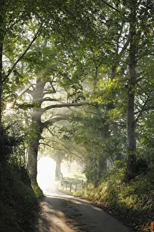 Early morning, beech-lined alley in Gasse near Gmund on Tegersee Lake, Upper Bavaria, Bavaria, Germany, Europe, PublicGround