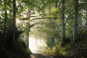 Bavaria Prints: Early morning, beech-lined alley in Gasse near Gmund on Tegersee Lake