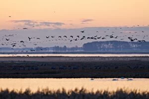 Images Dated 11th October 2012: Early morning with cranes -Grus grus- in Bodden, Mecklenburg-Vorpommern, Germany