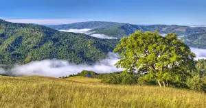 Early morning fog in forest hills, Redwood National Park, California, USA
