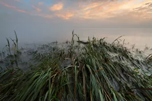 Images Dated 3rd October 2012: Early morning mood on the shore near Landschlacht, Lake Constance, Switzerland, Europe