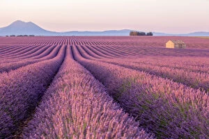 Images Dated 10th July 2017: Early morning in a Provences lavender field with a lone house