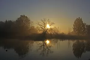 Early morning with sunrise in a pond area, district of Mittelberg, Biberach, Upper Swabia, Baden-Wuerttemberg, Germany