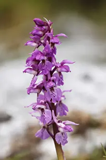 Orchids Prints: Early purple orchid (Orchis mascula), Burren, County Clare, Ireland, Europe