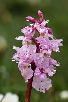 Living Organism Gallery: Early Purple Orchid (Orchis mascula), Burren, County Clare, Ireland, Europe