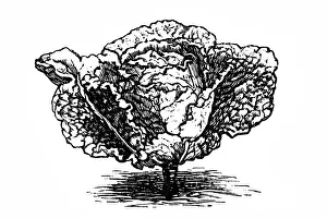 Cabbage Prints: Early savoy cabbage