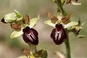 Images Dated 1st May 2012: Early spider orchid -Ophrys sphegodes-, blossoms, Lake Neusiedl, Burgenland, Austria, Europe