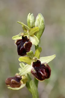 Early Spider Orchid -Ophrys sphegodes-, flowers, Lake Neusiedl, Burgenland, Austria, Europe