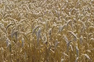 Images Dated 3rd August 2012: Ears of grain in a field of Wheat -Triticum-, Hallertau area, Mainburg, Bavaria, Germany, Europe