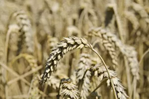 Ears of grain in a field of Wheat -Triticum-, Hallertau area, Mainburg, Bavaria, Germany, Europe