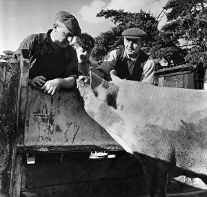 Roles And Occupatio Prints: East Anglian Pig