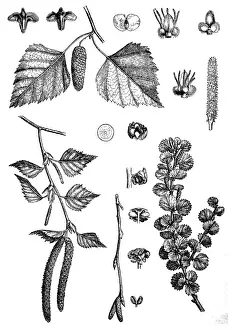 East Asian white birch, silver birch or warty birch (Betula pendula)