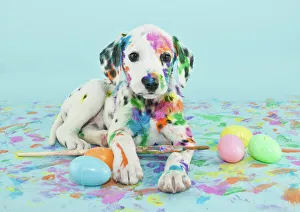 Images Dated 4th March 2014: Easter Dalmatain puppy
