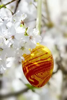 Images Dated 25th March 2011: Easter egg and cherry blossoms