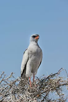 Diurnal Bird Of Prey Gallery: Eastern Chanting Goshawk -Melierax poliopterus- sitting in dry acacia, Etosha National Park, Namibia