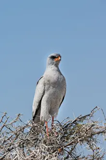 Falconiformes Prints: Eastern Chanting Goshawk -Melierax poliopterus- sitting in dry acacia
