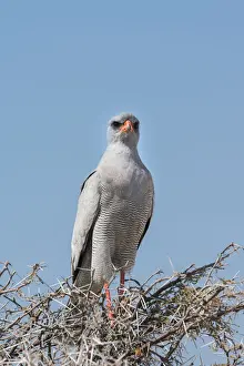 Falconiformes Prints: Eastern Chanting Goshawk -Melierax poliopterus- sitting in dry acacia