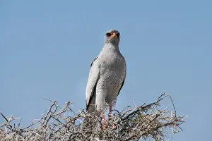 Falconiformes Prints: Eastern Chanting Goshawk -Melierax poliopterus- sitting in dry acacia