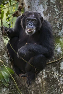 Images Dated 15th May 2013: Eastern chimpanzee female Dilly aged 27 years feeding on figs