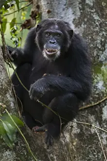 Eastern chimpanzee female Dilly aged 27 years feeding on figs