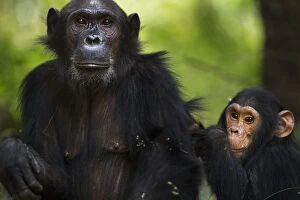 Images Dated 15th May 2013: Eastern chimpanzee female Gaia aged 20 years with her son Google aged 4 years