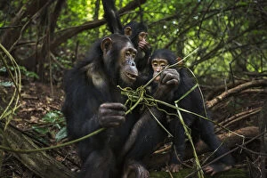Images Dated 8th May 2013: Eastern chimpanzee female Golden aged 15 years feeding on vines while her infant daughter Glamour aged 21 months plays
