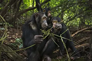 Anup Shah Wildlife Photography Prints: Eastern chimpanzee female Golden aged 15 years feeding on vines while her infant daughter Glamour aged 21 months plays