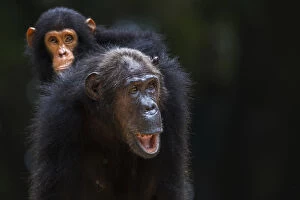 Images Dated 10th May 2013: Eastern chimpanzee female Gremlin aged 42 years carrying her infant son Gizmo aged 3 years