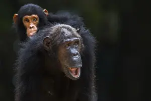 Eastern chimpanzee female Gremlin aged 42 years carrying her infant son Gizmo aged 3 years and 9 months on her back