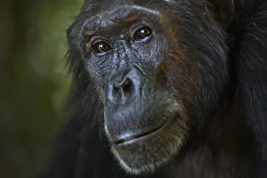 Images Dated 18th May 2013: Eastern chimpanzee female Nasa aged 25 years portrait