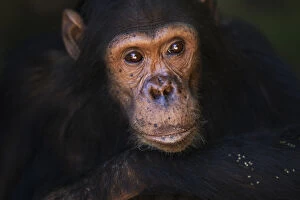Images Dated 14th May 2013: Eastern chimpanzee juvenile male Gimli aged 9 years portrait