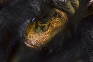 Eastern chimpanzee juvenile male Gimli aged 9 years being groomed - portrait