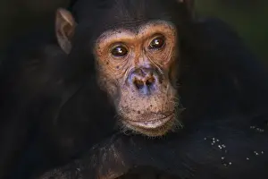 Anup Shah Wildlife Photography Prints: Eastern chimpanzee juvenile male Gimli aged 9 years portrait