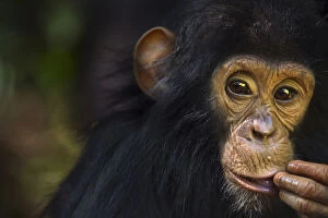 Images Dated 14th May 2013: Eastern chimpanzee juvenile male Gizmo aged 3 years and 9 months portrait