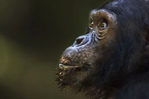 Images Dated 9th May 2013: Eastern chimpanzee juvenile male Tom aged 12 years portrait