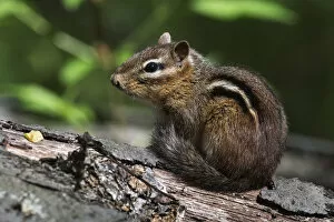 Images Dated 9th May 2017: Eastern chipmunk