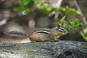 Images Dated 11th May 2016: Eastern chipmunk in deciduous woods