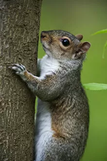 Images Dated 10th May 2016: Eastern gray squirrel climbing tree