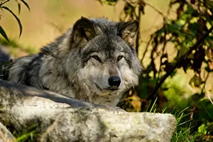 Images Dated 11th October 2013: Eastern gray wolf